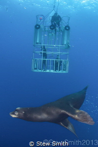 Diving  with sea lions is dangerous. Always use a cage by Stew Smith 